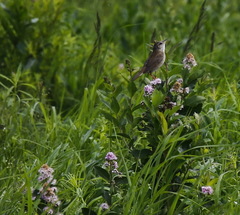 Helopsaltes ochotensis