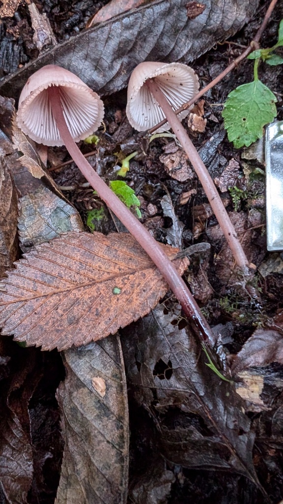 Mycena haematopus · November 2024 · photo: © atsushi_nakajima_cirque (iNaturalist, cc-by)