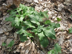 Arum besserianum