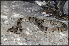 Trimorphodon vilkinsonii