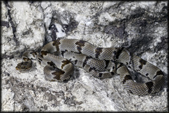 Trimorphodon vilkinsonii