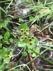 Chrysosplenium tetrandrum