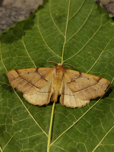 Feathered Thorn photo 3