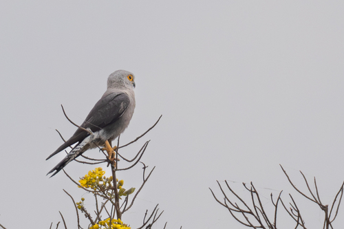 Dickinson's Kestrel (Falco dickinsoni), photo 9