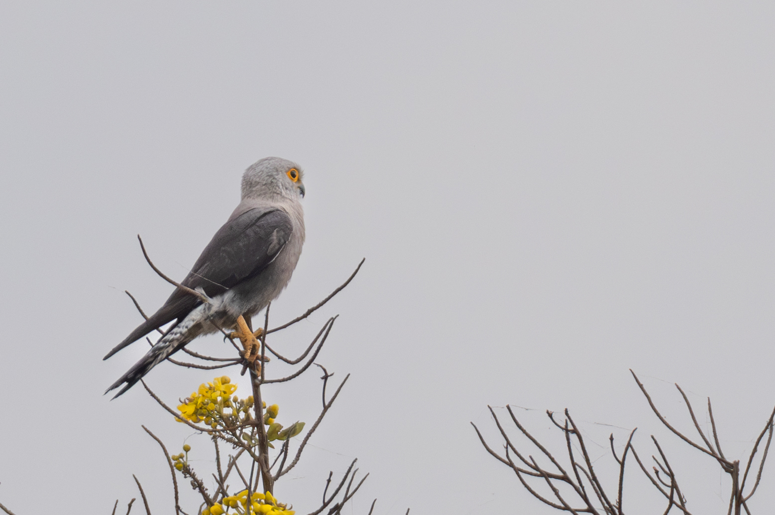 Dickinson's Kestrel (Falco dickinsoni), photo 8