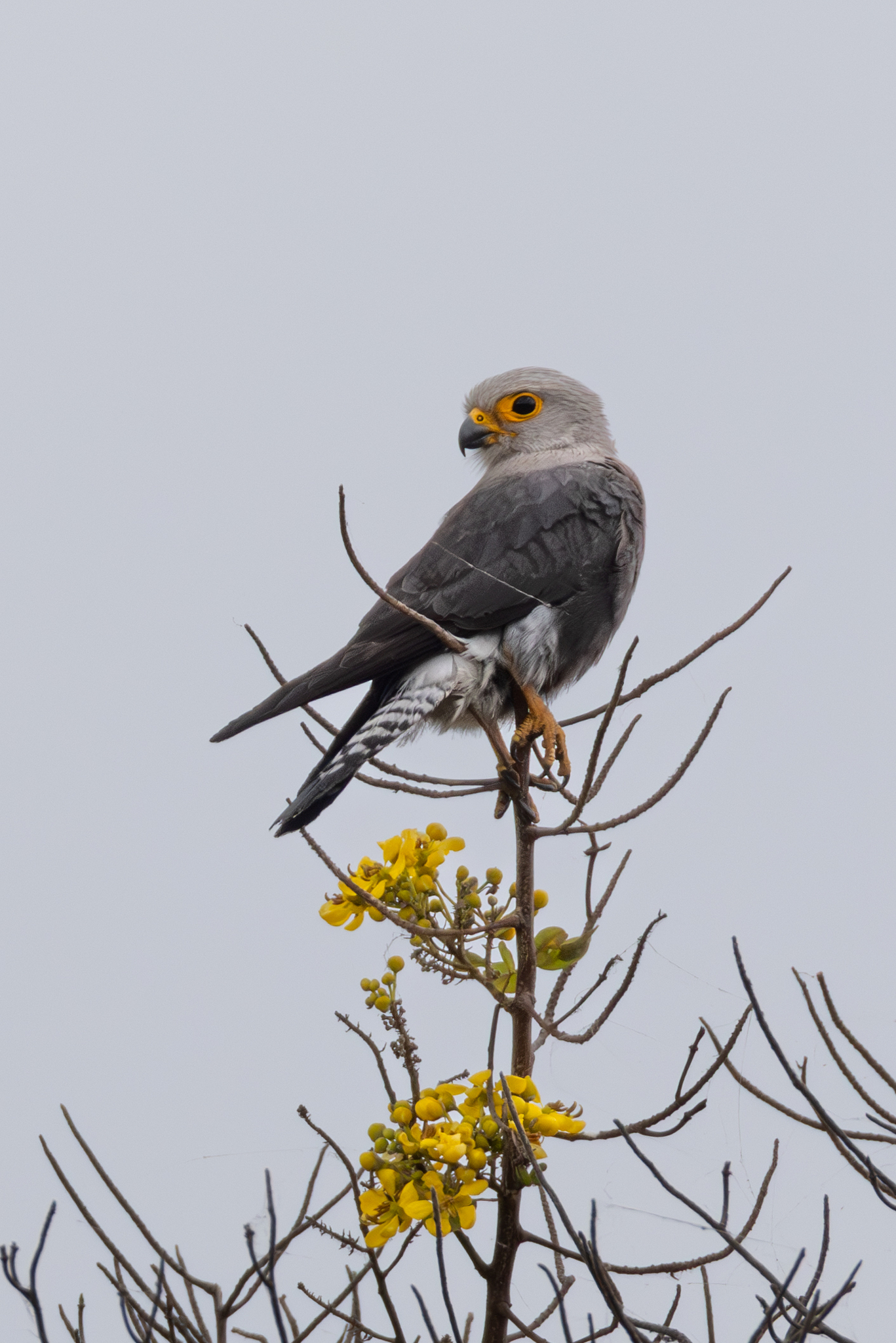 Dickinson's Kestrel (Falco dickinsoni), photo 9