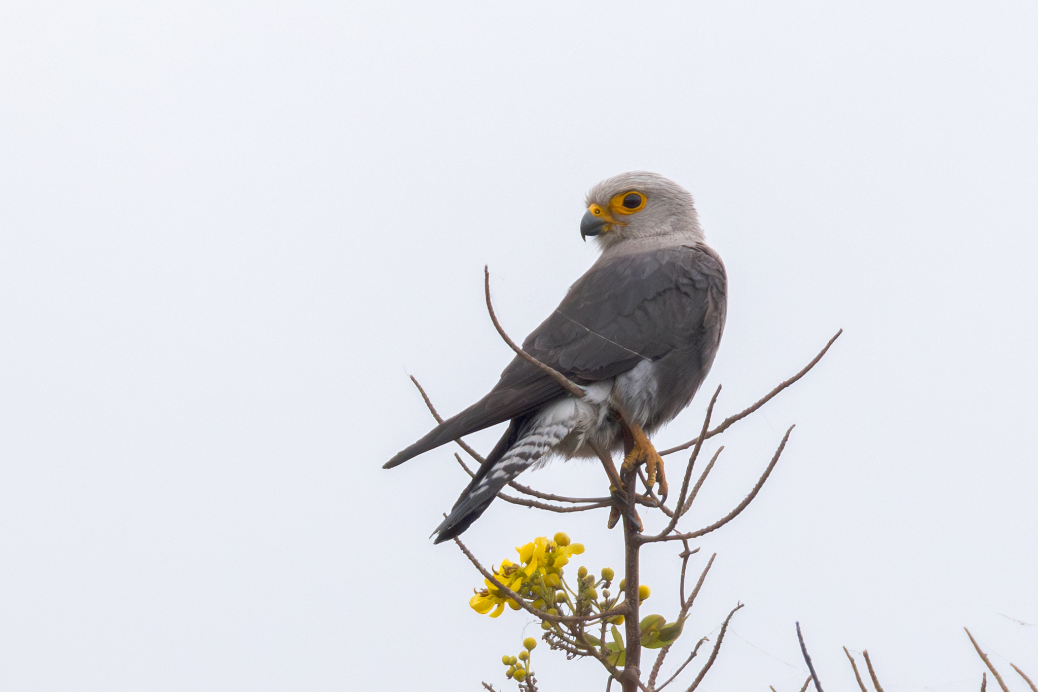 Dickinson's Kestrel (Falco dickinsoni), photo 10