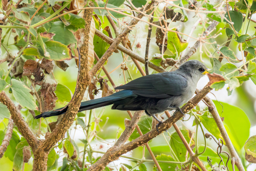 Green Malkoha (Ceuthmochares australis), photo 6