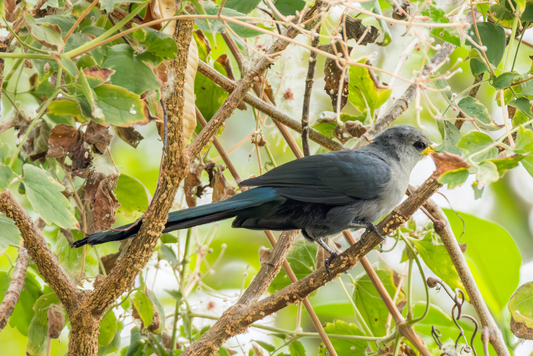 Green Malkoha (Ceuthmochares australis), photo 4
