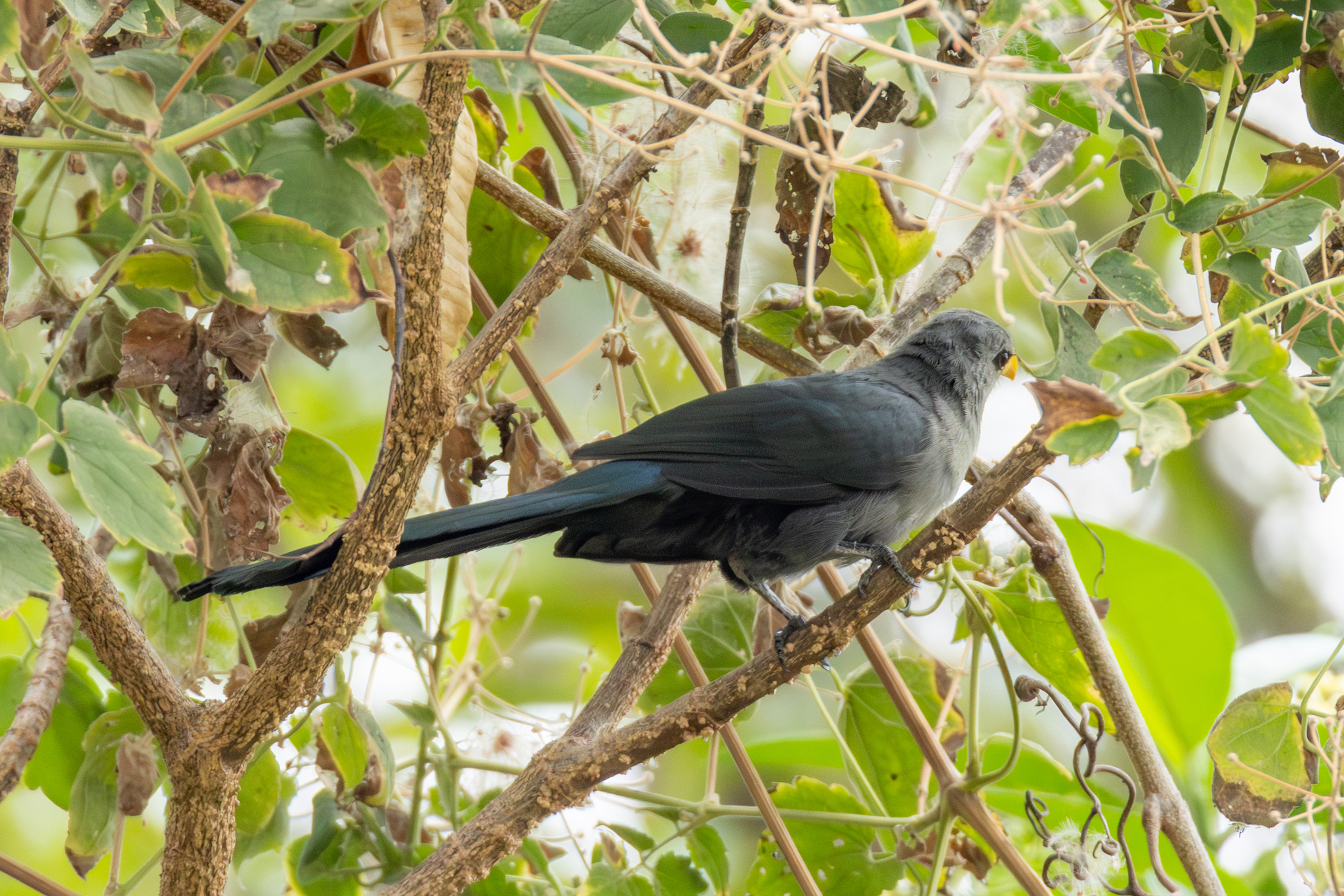 Green Malkoha (Ceuthmochares australis), photo 3