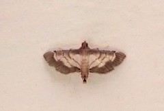 Cnaphalocrocis bilinealis