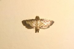 Cnaphalocrocis bilinealis