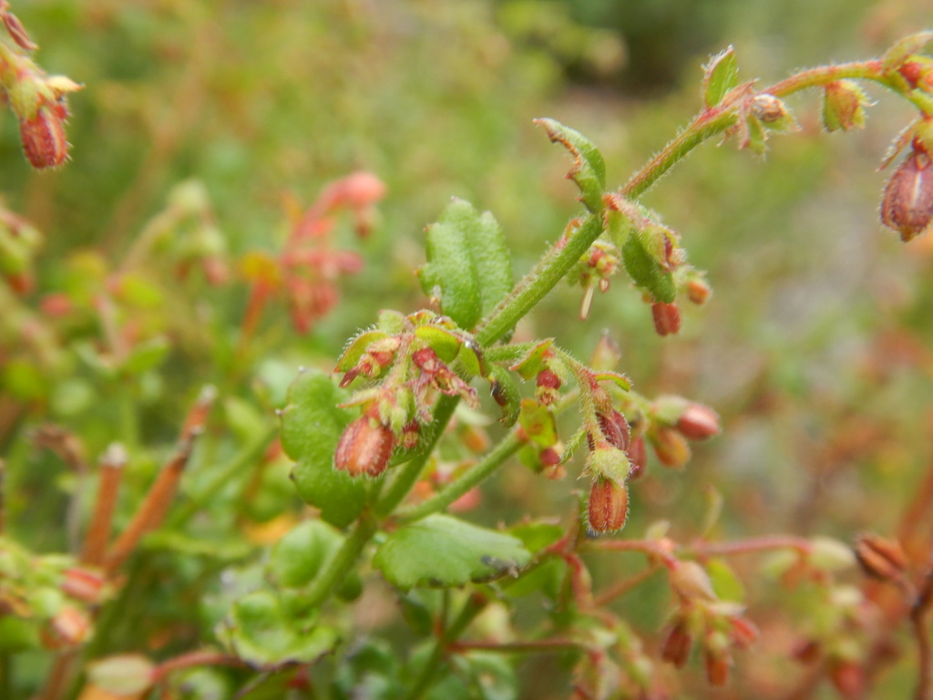 Gonocarpus teucrioides (Gonocarpus teucrioides)