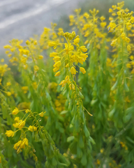 Isatis tinctoria