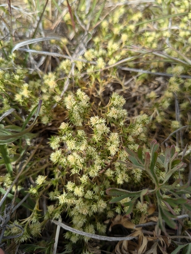 Scleranthus diander observed 2024-11-04