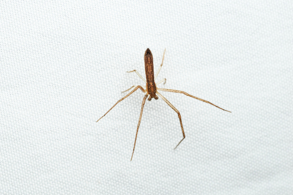 Monaeses xiphosurus