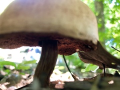 Boletus vermiculosus