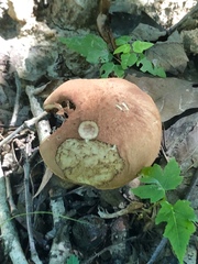 Boletus vermiculosus