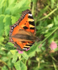 Aglais urticae