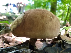 Boletus vermiculosus
