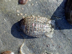 Gnorimosphaeroma oregonense