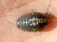 Gnorimosphaeroma oregonense