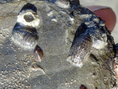 Gnorimosphaeroma oregonense