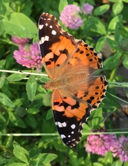 Vanessa cardui