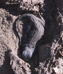 Agama aculeata