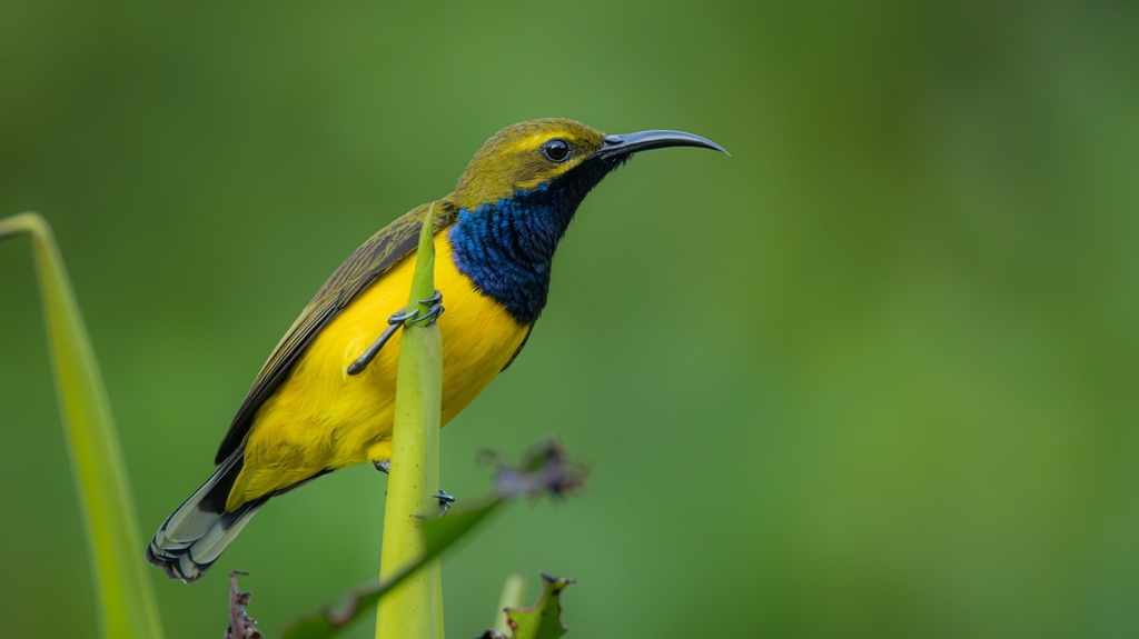 Sahul Sunbird