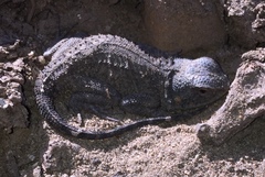 Agama aculeata