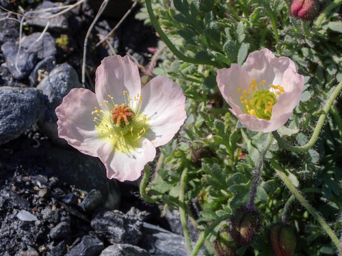 Pale poppy (Oreomecon alborosea)
