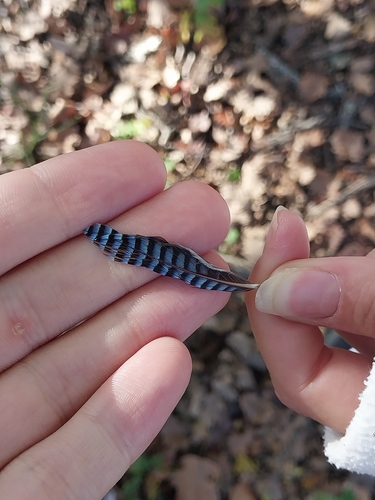 Plume de Geai des chênes