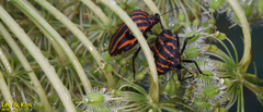Graphosoma rubrolineatum