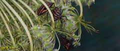 Graphosoma rubrolineatum