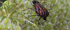 Graphosoma rubrolineatum
