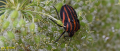 Graphosoma rubrolineatum