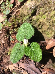Rubus pectinellus