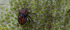 Graphosoma rubrolineatum