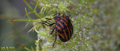 Graphosoma rubrolineatum