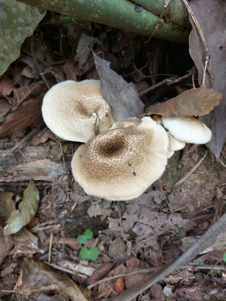Lentinus crinitus · November 2024 · photo: © danielsd (iNaturalist, cc-by-nc)