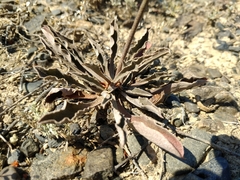 Goniolimon callicomum