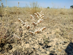 Goniolimon callicomum