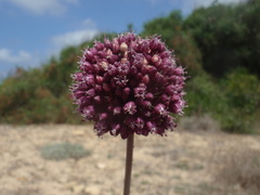 Allium
