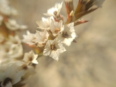 Goniolimon callicomum