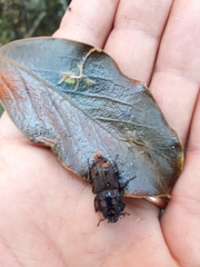 Paralissotes rufipes