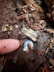Paralissotes rufipes