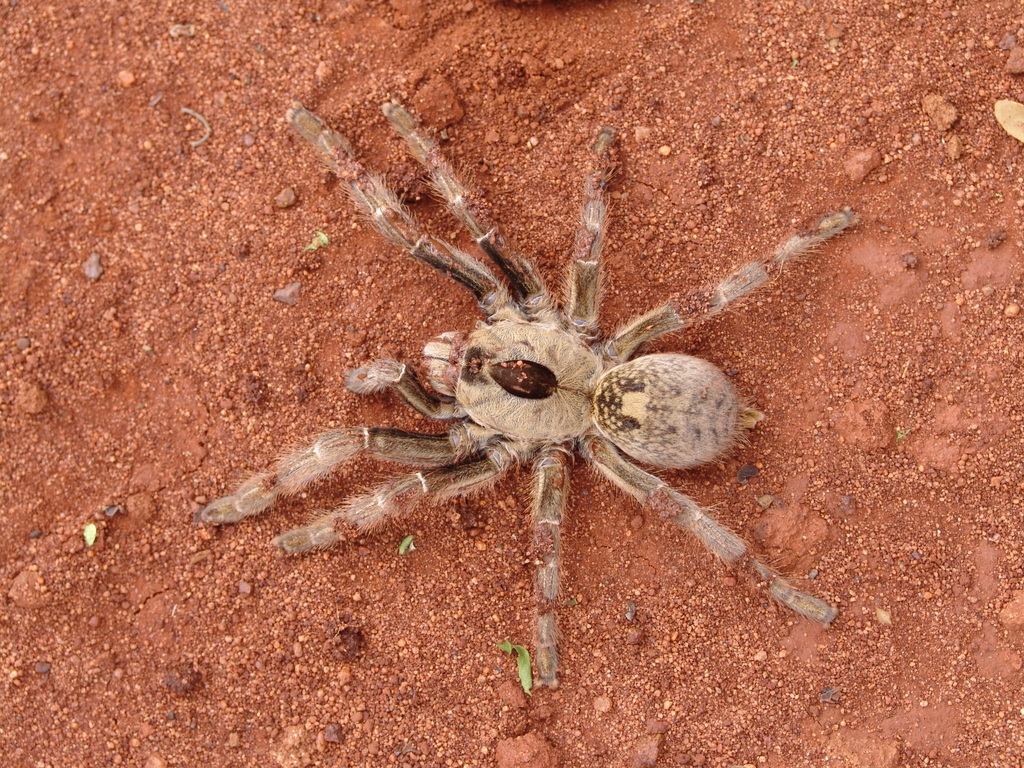 Great Horned Baboon Spider