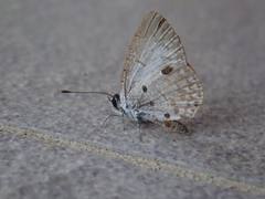 Megisba malaya sikkima