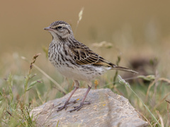 New Zealand Pipit photo 2